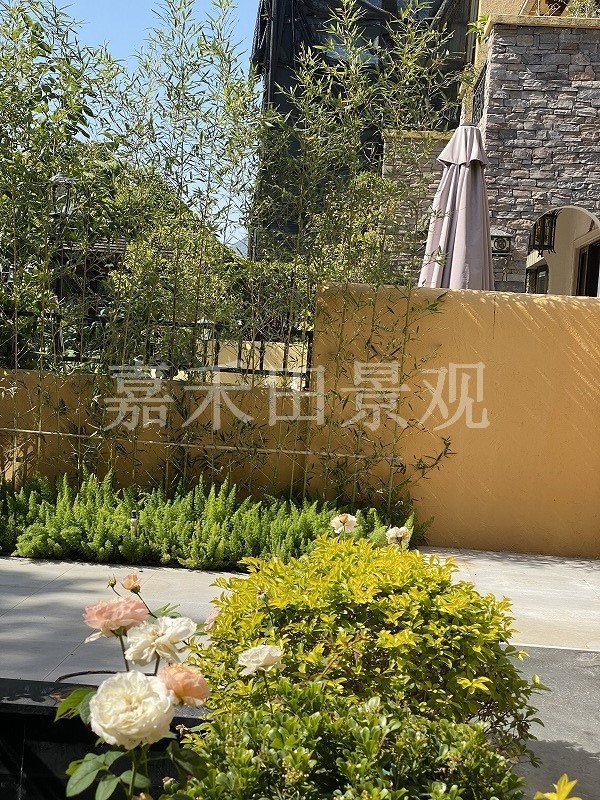 在設(shè)計(jì)別墅花園時(shí)如何養(yǎng)好菊花？